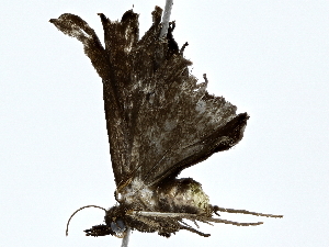  ( - BIOUG80166-B09)  @11 [ ] CreativeCommons - Attribution (2022) CBG Photography Group Centre for Biodiversity Genomics