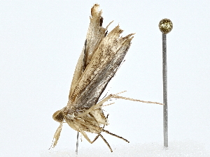  ( - BIOUG80166-D09)  @11 [ ] CreativeCommons - Attribution (2022) CBG Photography Group Centre for Biodiversity Genomics