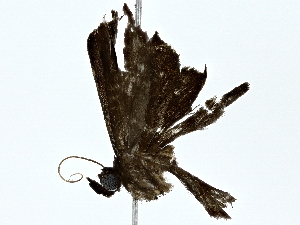  ( - BIOUG80172-C09)  @11 [ ] CreativeCommons - Attribution (2022) CBG Photography Group Centre for Biodiversity Genomics