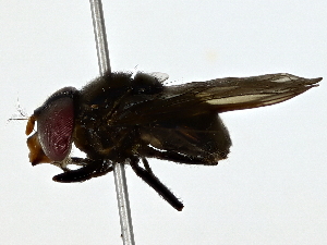  ( - BIOUG80172-G02)  @11 [ ] CreativeCommons - Attribution (2022) CBG Photography Group Centre for Biodiversity Genomics