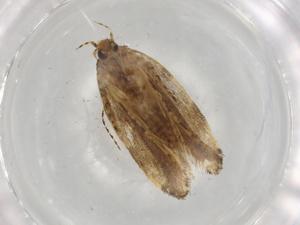  (gelMalaise01 Malaise1736 - BIOUG83503-F03)  @11 [ ] CreativeCommons - Attribution (2022) Centre for Biodiversity Genomics Centre for Biodiversity Genomics