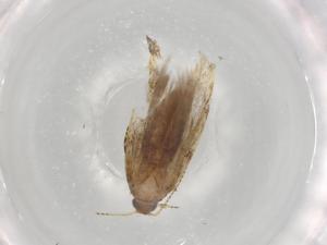  ( - BIOUG83506-C10)  @11 [ ] CreativeCommons - Attribution (2022) Centre for Biodiversity Genomics Centre for Biodiversity Genomics