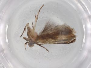  ( - BIOUG83533-G11)  @11 [ ] CreativeCommons - Attribution (2022) Centre for Biodiversity Genomics Centre for Biodiversity Genomics