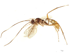  (crypMalaise01 Malaise9987 - BIOUG83587-F11)  @11 [ ] CreativeCommons - Attribution Share - Alike (2025) CBG Photography Group Centre for Biodiversity Genomics
