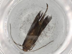  (gelMalaise01 Malaise2675 - BIOUG83588-E07)  @11 [ ] CreativeCommons - Attribution (2022) Centre for Biodiversity Genomics Centre for Biodiversity Genomics