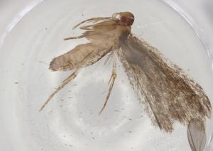  ( - BIOUG83590-B04)  @11 [ ] CreativeCommons - Attribution (2022) Centre for Biodiversity Genomics Centre for Biodiversity Genomics