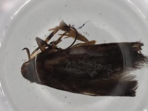  (gelMalaise01 Malaise2063 - BIOUG83606-G10)  @11 [ ] CreativeCommons - Attribution (2022) Centre for Biodiversity Genomics Centre for Biodiversity Genomics