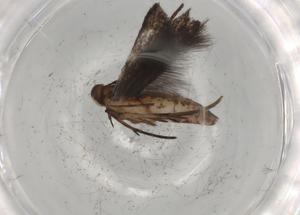  ( - BIOUG83611-E06)  @11 [ ] CreativeCommons - Attribution (2022) Centre for Biodiversity Genomics Centre for Biodiversity Genomics