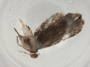  ( - BIOUG83648-E12)  @11 [ ] CreativeCommons - Attribution (2022) Centre for Biodiversity Genomics Centre for Biodiversity Genomics