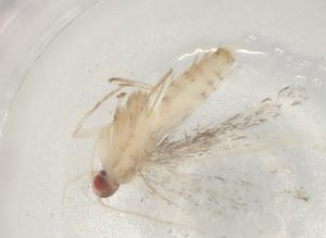  ( - BIOUG83648-F11)  @11 [ ] CreativeCommons - Attribution (2022) Centre for Biodiversity Genomics Centre for Biodiversity Genomics