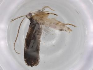  ( - BIOUG83668-E07)  @11 [ ] CreativeCommons - Attribution (2022) Centre for Biodiversity Genomics Centre for Biodiversity Genomics