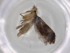  ( - BIOUG83668-H01)  @11 [ ] CreativeCommons - Attribution (2022) Centre for Biodiversity Genomics Centre for Biodiversity Genomics