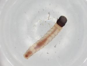  ( - BIOUG84245-C10)  @11 [ ] CreativeCommons - Attribution (2022) Centre for Biodiversity Genomics Centre for Biodiversity Genomics