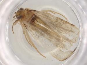  ( - BIOUG84258-A06)  @11 [ ] CreativeCommons - Attribution (2022) Centre for Biodiversity Genomics Centre for Biodiversity Genomics