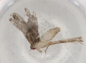  ( - BIOUG84258-C08)  @11 [ ] CreativeCommons - Attribution (2022) Centre for Biodiversity Genomics Centre for Biodiversity Genomics