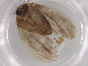  ( - BIOUG84406-D05)  @11 [ ] CreativeCommons - Attribution (2022) Centre for Biodiversity Genomics Centre for Biodiversity Genomics