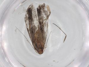  ( - BIOUG84427-F02)  @11 [ ] CreativeCommons - Attribution (2022) Centre for Biodiversity Genomics Centre for Biodiversity Genomics