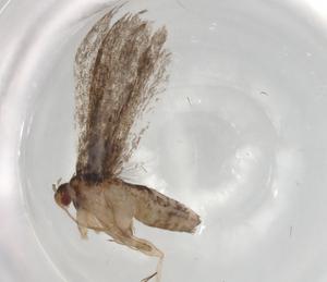  ( - BIOUG84434-E12)  @11 [ ] CreativeCommons - Attribution (2022) Centre for Biodiversity Genomics Centre for Biodiversity Genomics