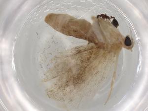  ( - BIOUG84456-C01)  @11 [ ] CreativeCommons - Attribution (2022) Centre for Biodiversity Genomics Centre for Biodiversity Genomics