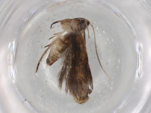  ( - BIOUG84456-D04)  @11 [ ] CreativeCommons - Attribution (2022) Centre for Biodiversity Genomics Centre for Biodiversity Genomics