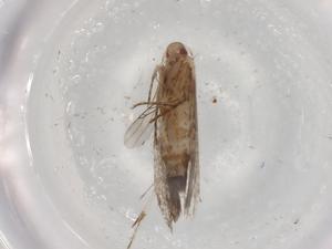  ( - BIOUG84752-G06)  @11 [ ] CreativeCommons - Attribution (2022) Centre for Biodiversity Genomics Centre for Biodiversity Genomics