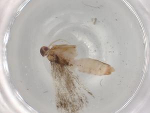  ( - BIOUG84753-A04)  @11 [ ] CreativeCommons - Attribution (2022) Centre for Biodiversity Genomics Centre for Biodiversity Genomics