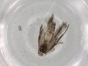  (gelMalaise01 Malaise0496 - BIOUG84753-B02)  @11 [ ] CreativeCommons - Attribution (2022) Centre for Biodiversity Genomics Centre for Biodiversity Genomics