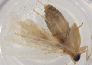  ( - BIOUG84761-E03)  @11 [ ] CreativeCommons - Attribution (2022) Centre for Biodiversity Genomics Centre for Biodiversity Genomics