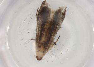  ( - BIOUG84780-F03)  @11 [ ] CreativeCommons - Attribution (2022) Centre for Biodiversity Genomics Centre for Biodiversity Genomics