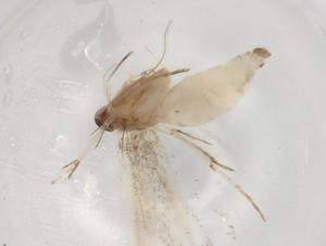  ( - BIOUG84780-G05)  @11 [ ] CreativeCommons - Attribution (2022) Centre for Biodiversity Genomics Centre for Biodiversity Genomics