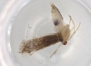  ( - BIOUG84781-A08)  @11 [ ] CreativeCommons - Attribution (2022) Centre for Biodiversity Genomics Centre for Biodiversity Genomics