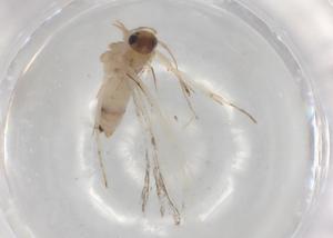  ( - BIOUG84782-E11)  @11 [ ] CreativeCommons - Attribution (2022) Centre for Biodiversity Genomics Centre for Biodiversity Genomics