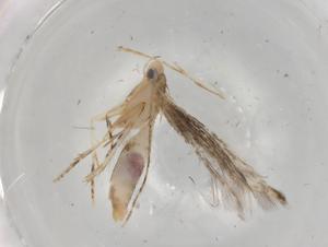  ( - BIOUG85057-G08)  @11 [ ] CreativeCommons - Attribution (2022) Centre for Biodiversity Genomics Centre for Biodiversity Genomics