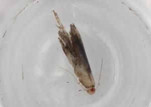  (gelMalaise01 Malaise6544 - BIOUG85057-H01)  @11 [ ] CreativeCommons - Attribution (2022) Centre for Biodiversity Genomics Centre for Biodiversity Genomics