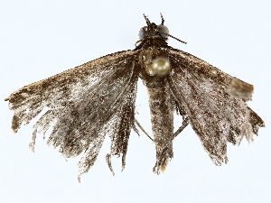  ( - BIOUG64408-B10)  @11 [ ] CreativeCommons - Attribution (2022) CBG Photography Group Centre for Biodiversity Genomics