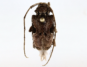  ( - BIOUG64410-E07)  @11 [ ] CreativeCommons - Attribution (2022) CBG Photography Group Centre for Biodiversity Genomics