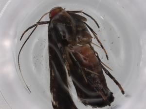  ( - BIOUG77384-C04)  @11 [ ] CreativeCommons - Attribution (2022) Centre for Biodiversity Genomics Centre for Biodiversity Genomics