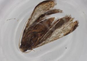  ( - BIOUG77384-C10)  @11 [ ] CreativeCommons - Attribution (2022) Centre for Biodiversity Genomics Centre for Biodiversity Genomics