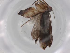  ( - BIOUG77384-E05)  @11 [ ] CreativeCommons - Attribution (2022) Centre for Biodiversity Genomics Centre for Biodiversity Genomics