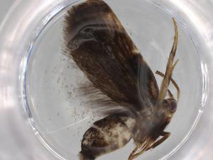  (gelMalaise01 Malaise8085 - BIOUG77921-G12)  @11 [ ] CreativeCommons - Attribution (2022) Centre for Biodiversity Genomics Centre for Biodiversity Genomics