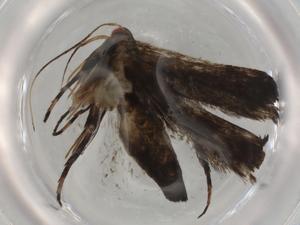  ( - BIOUG77922-D11)  @11 [ ] CreativeCommons - Attribution (2022) Centre for Biodiversity Genomics Centre for Biodiversity Genomics