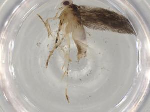  ( - BIOUG77922-E03)  @11 [ ] CreativeCommons - Attribution (2022) Centre for Biodiversity Genomics Centre for Biodiversity Genomics