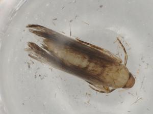  (gelMalaise01 Malaise4505 - BIOUG77922-F06)  @11 [ ] CreativeCommons - Attribution (2022) Centre for Biodiversity Genomics Centre for Biodiversity Genomics