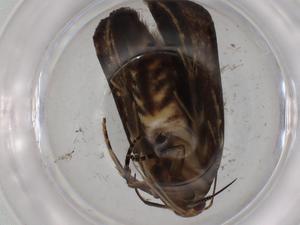  ( - BIOUG77923-B05)  @11 [ ] CreativeCommons - Attribution (2022) Centre for Biodiversity Genomics Centre for Biodiversity Genomics