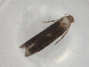  ( - BIOUG77950-A06)  @11 [ ] CreativeCommons - Attribution (2022) Centre for Biodiversity Genomics Centre for Biodiversity Genomics