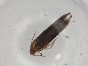  ( - BIOUG77950-B08)  @11 [ ] CreativeCommons - Attribution (2022) Centre for Biodiversity Genomics Centre for Biodiversity Genomics