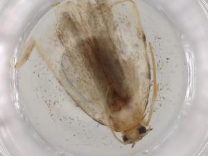  ( - BIOUG77950-C08)  @11 [ ] CreativeCommons - Attribution (2022) Centre for Biodiversity Genomics Centre for Biodiversity Genomics