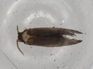  ( - BIOUG77950-D08)  @11 [ ] CreativeCommons - Attribution (2022) Centre for Biodiversity Genomics Centre for Biodiversity Genomics