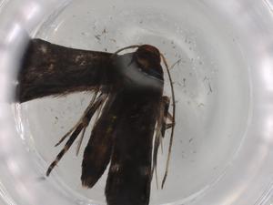  ( - BIOUG77950-E06)  @11 [ ] CreativeCommons - Attribution (2022) Centre for Biodiversity Genomics Centre for Biodiversity Genomics