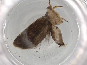  (gelMalaise01 Malaise3175 - BIOUG77950-E12)  @11 [ ] CreativeCommons - Attribution (2022) Centre for Biodiversity Genomics Centre for Biodiversity Genomics